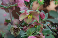 Sandy Shores Hellebore Live Plants | 2 One-Year-Old Rooted Perennials in Half Gallon Pots | Helleborus x hybridus 'Sandy Shores'