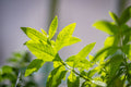 Lemon Verbena Live Starter Plant Plug – Aloysia citrodora Fragrant Herb for Containers & Garden