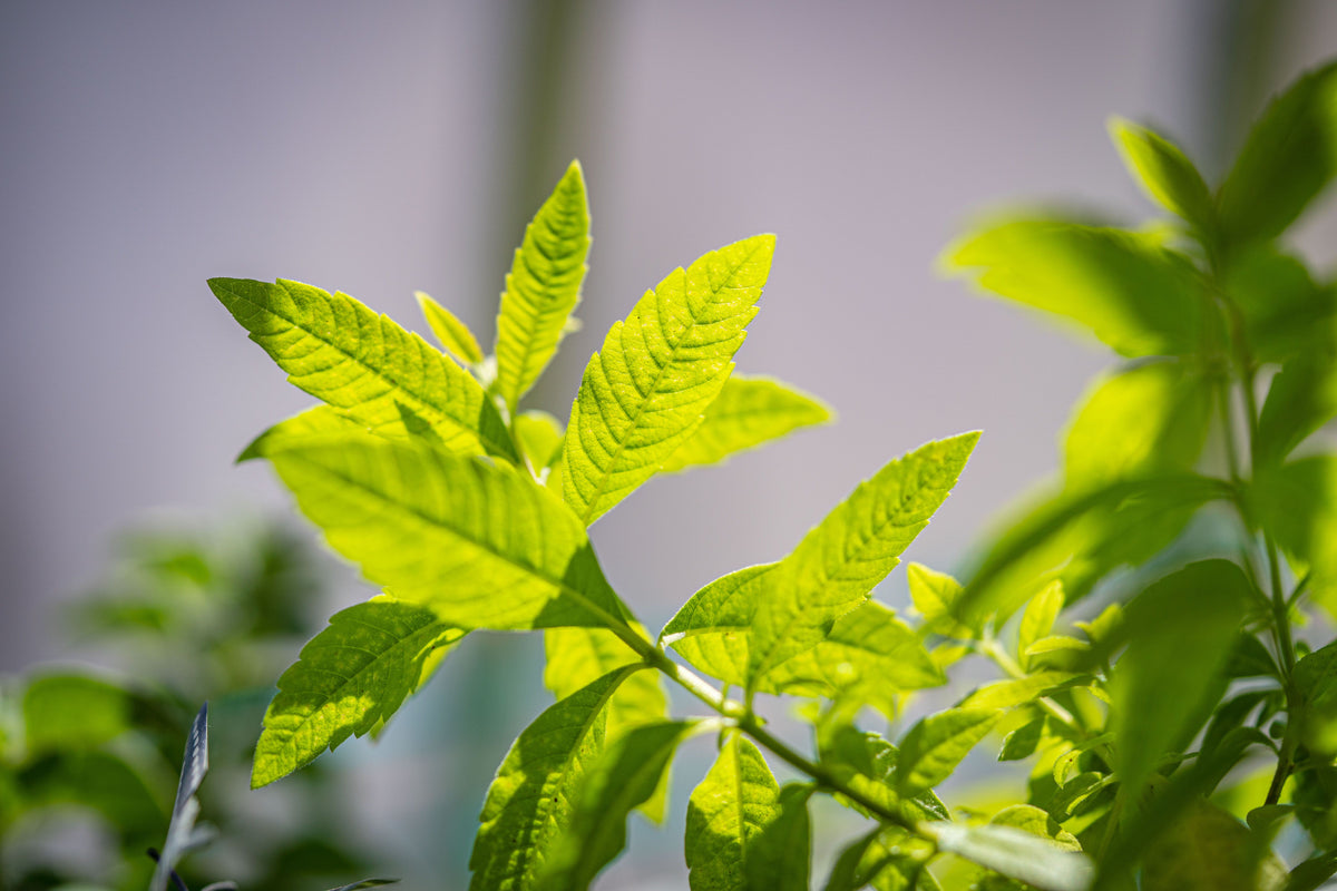 Lemon Verbena Live Starter Plant Plug – Aloysia citrodora Fragrant Herb for Containers & Garden