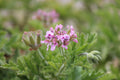 Fuzzy Mint Scented Pelargonium Geranium Live Cuttings – 3 Pack, 6-Inch, Aromatic Foliage, Herb Garden, Container Plant, Pelargonium spp.