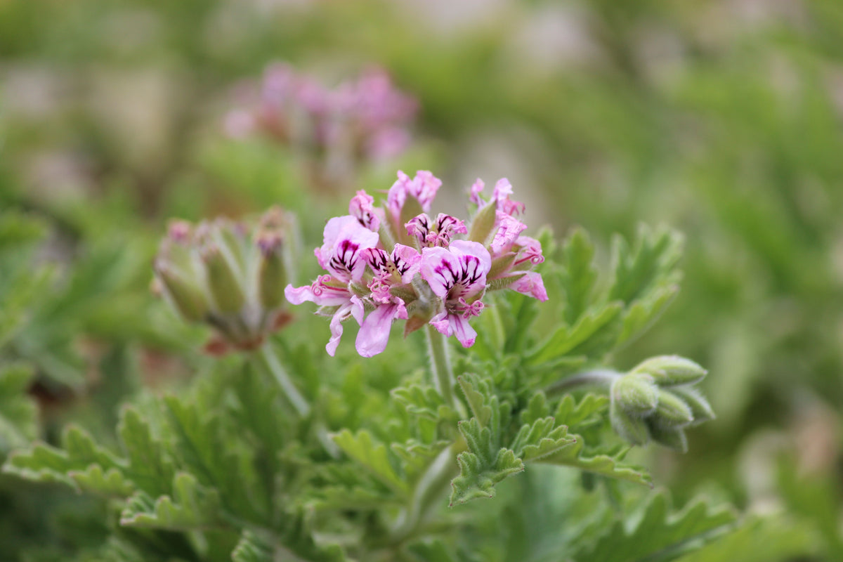 Fuzzy Mint Scented Pelargonium Geranium Live Cuttings – 3 Pack, 6-Inch, Aromatic Foliage, Herb Garden, Container Plant, Pelargonium spp.
