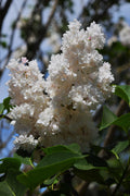 Betsy Ross White Lilac Live Plant in 3.5-Inch Pot Syringa vulgaris Shrub for Garden, Hedges, Borders