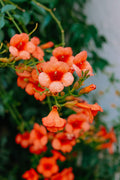 Orange Trumpet Vine Live Plant in 4-Inch Pot, Climbing Campsis spp. for Trellis & Garden