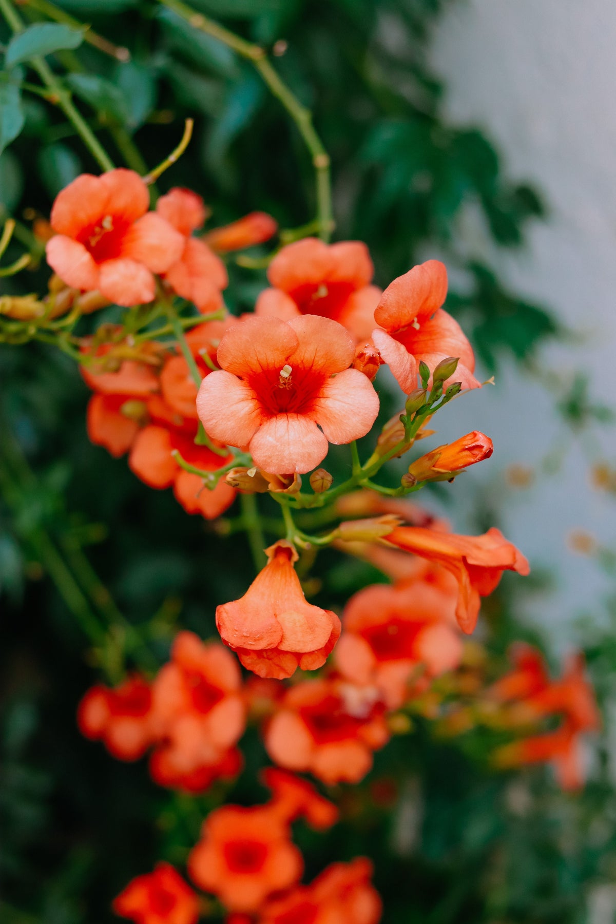 Orange Trumpet Vine Live Plant in 4-Inch Pot, Climbing Campsis spp. for Trellis & Garden