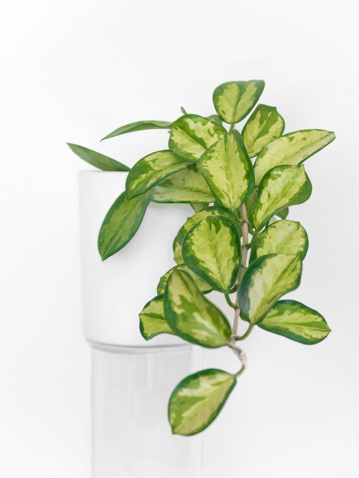 Hoya Australis Lisa Live Houseplant in 4-Inch Pot Variegated Tropical Indoor Plant