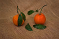 Satsuma Mandarin Citrus Seedling Plant 4–10 Inches | Citrus reticulata | Edible Landscape & Container Garden
