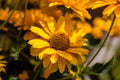SunSeekers Golden Sun Coneflower Live Plants – 3 Rooted Starters in 1 Qt Pots, Yellow Echinacea Perennial Flower