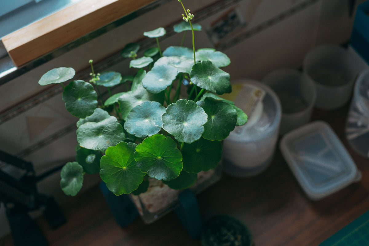 Hydrocotyle vulgaris Live Plant Bundle – Fully Rooted Pennywort Plant for Water Gardens & Moist Landscapes