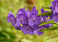 Vanda 'Somsri Glory Blue' Orchid Live Plant – 3-Inch Nursery Pot – Tropical Blue-Violet Hybrid Orchid
