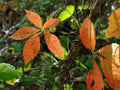 Virginia Creeper Bare Roots – Parthenocissus quinquefolia – Native Climbing Vine for Fences, Arbors & Landscaping