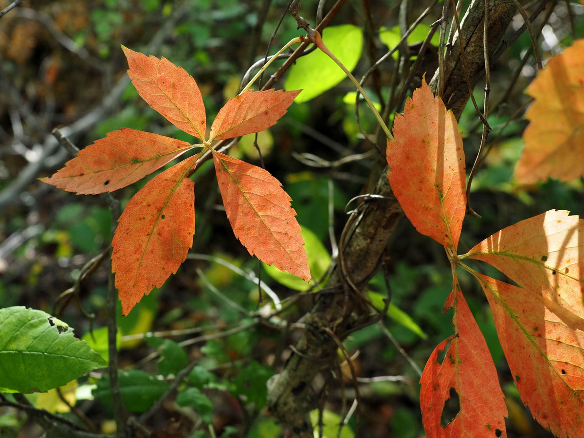 Virginia Creeper Bare Roots – Parthenocissus quinquefolia – Native Climbing Vine for Fences, Arbors & Landscaping