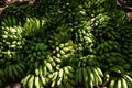 Live Tropical Banana Plant in Gallon Pot, Musa 'Grand Nain', Edible Landscape, Container, Tropical Garden