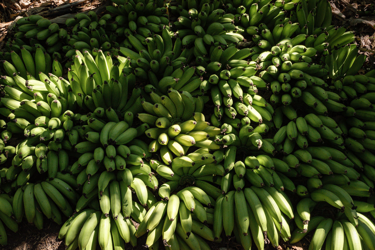 Live Tropical Banana Plant in Gallon Pot, Musa 'Grand Nain', Edible Landscape, Container, Tropical Garden