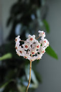 Hoya Nummularioides Live Wax Flower Plant 4-Inch Pot Fragrant Tropical Houseplant
