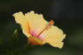 Madagascar Hibiscus Live Plant – Rooted Perennial Starter – Hibiscus moscheutos – Ornamental Flowering Plant for Gardens