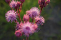 Live Ironweed Plants – Bare Root Perennials for Pollinators – Vernonia spp. – Native Garden, Meadow, Wildlife-Friendly Landscape