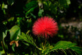 Red Dwarf Powder Puff Live Starter Plant – Calliandra haematocephala Tropical Flowering Shrub for Pollinator Gardens