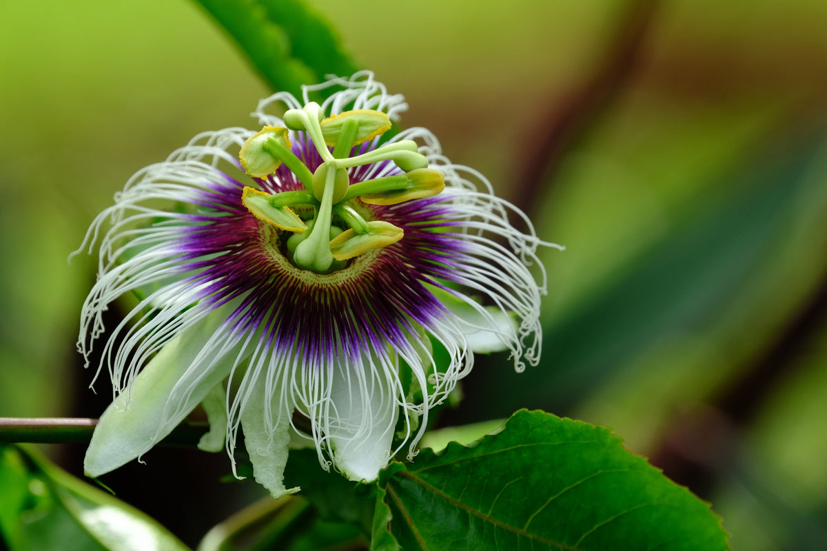 Maypop Passion Flower Vine Live Plants Set of 2, Purple Lavender Blooms, Climbing Passionflower, Passiflora incarnata, Bare Root