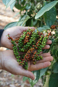 Black Pepper Live Starter Plant – Piper nigrum, Well-Rooted Container Plant for Greenhouse, Patio & Tropical Gardens