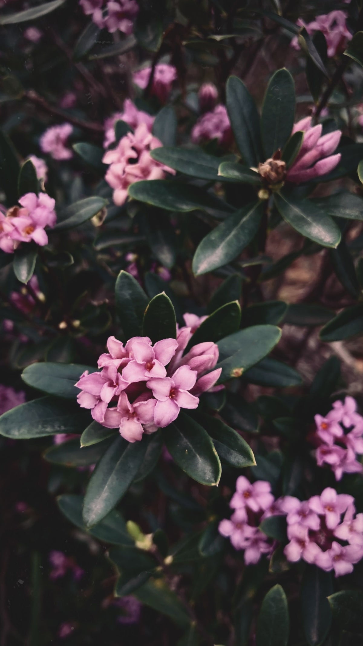 Daphne Odora Variegata Unrooted Cutting – Fragrant Pink Blooms, Variegated Evergreen Foliage, 6 Inch Plant Material
