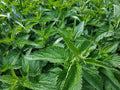 Live Organic Stinging Nettle Plants – Urtica dioica Perennial Herb – Native, Wildlife-Friendly, Herb Garden Starter Pack