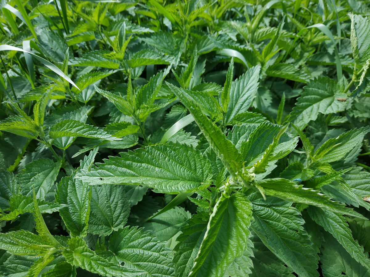 Live Organic Stinging Nettle Plants – Urtica dioica Perennial Herb – Native, Wildlife-Friendly, Herb Garden Starter Pack