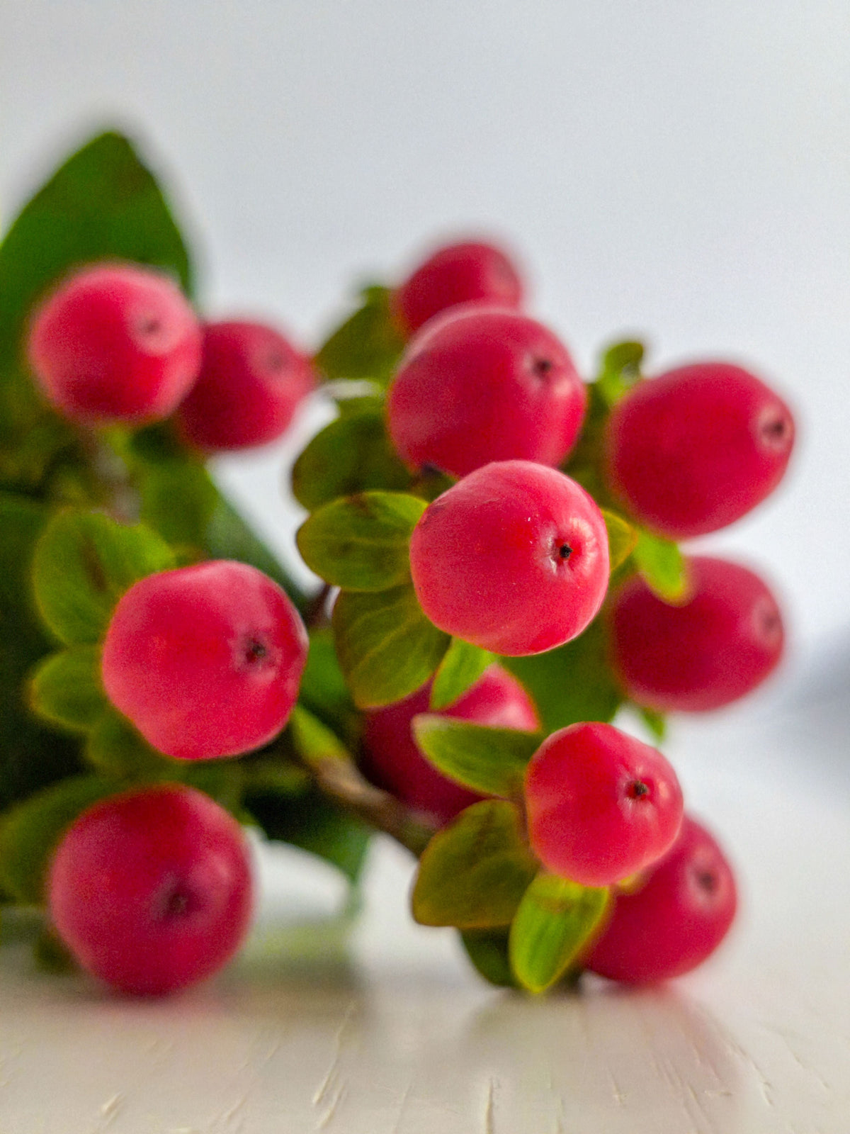 Live Coral Berry Shrub in 4-Inch Pot, Symphoricarpos 'Proud Berry', Pink Flowers & Coral Pink Berries, Hardy Zones 3-7