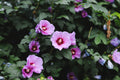 9 Rose of Sharon Live Plants with Roots – Hibiscus syriacus Starter Shrubs for Hedges, Borders & Pollinator Gardens