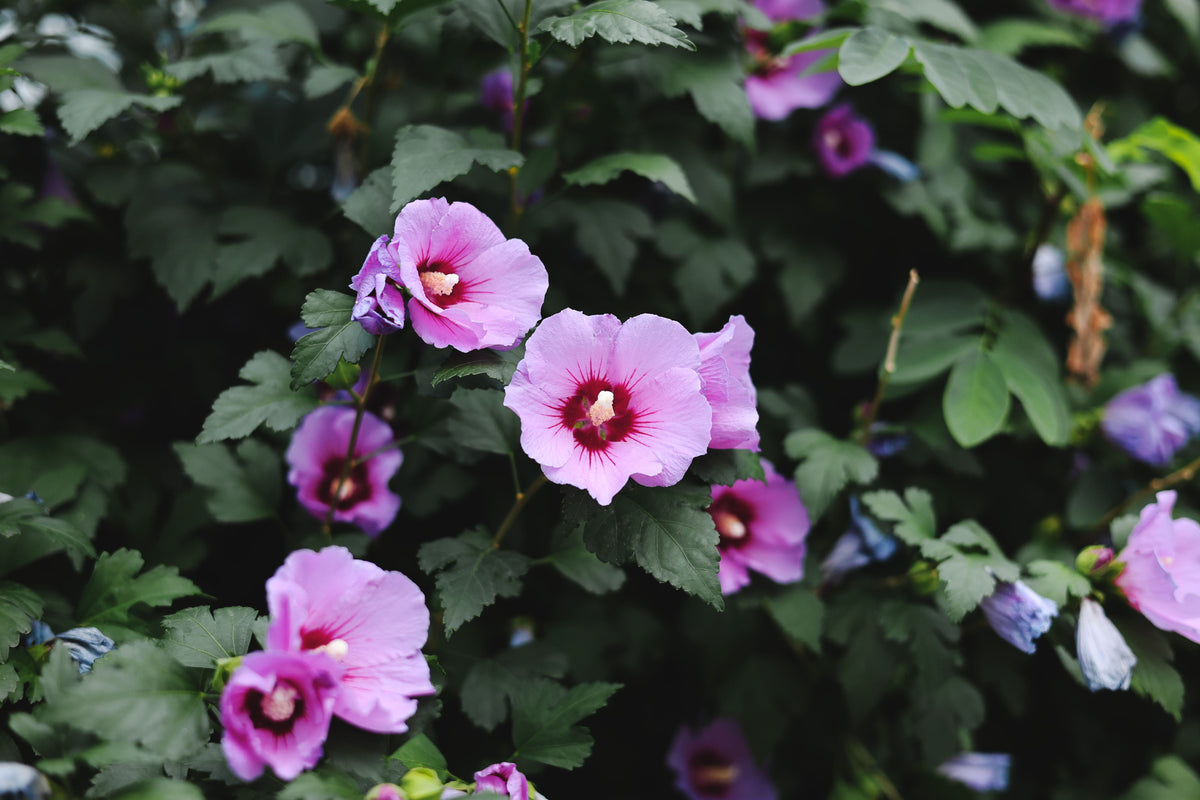 9 Rose of Sharon Live Plants with Roots – Hibiscus syriacus Starter Shrubs for Hedges, Borders & Pollinator Gardens