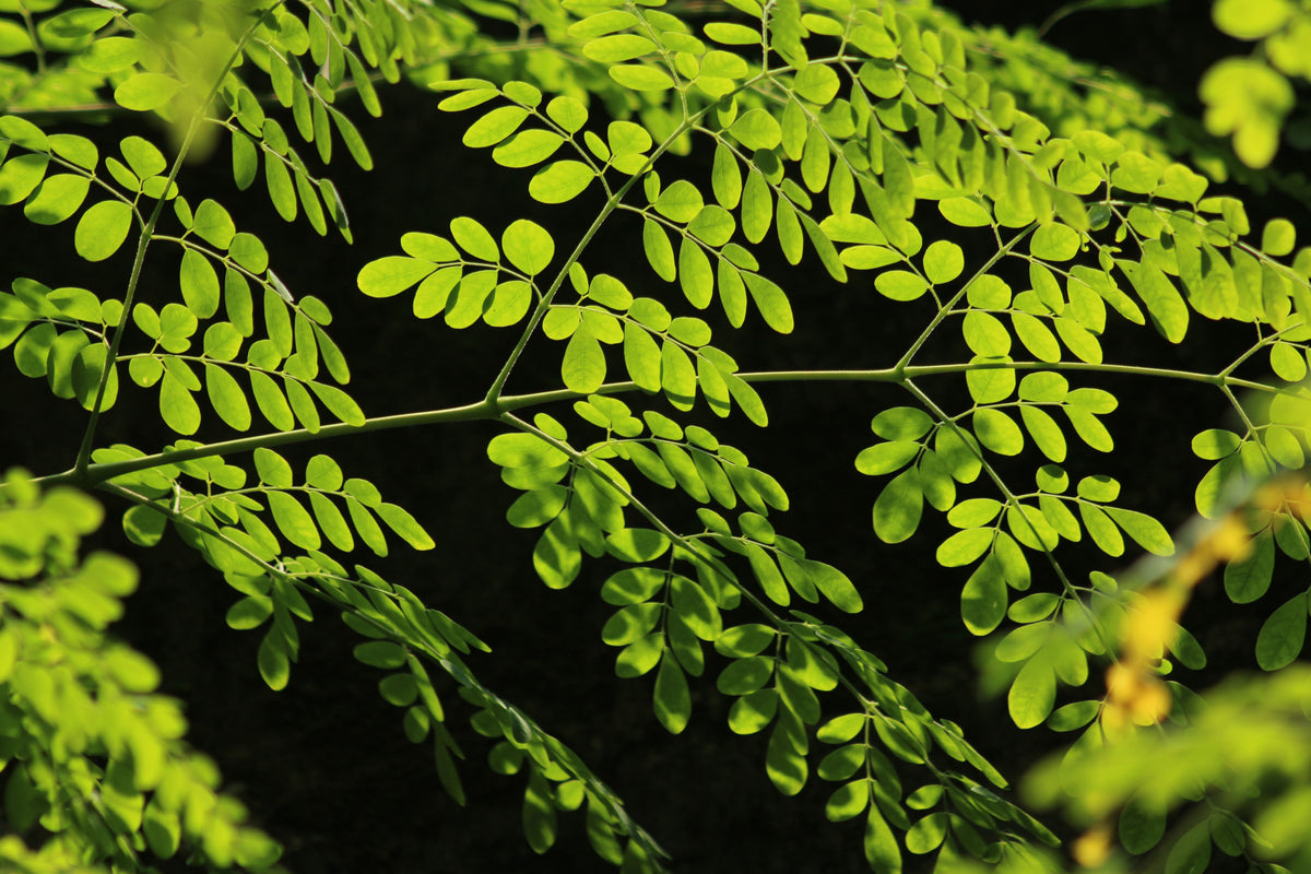 Live Moringa Oleifera Tree of Life Starter Plant – 8 Inch Tropical Food Forest Tree