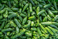 Poblano Ancho Pepper Plants – Live Starter Plants, Capsicum annuum, Mild, Edible Garden, Container, Patio, Lot of 3