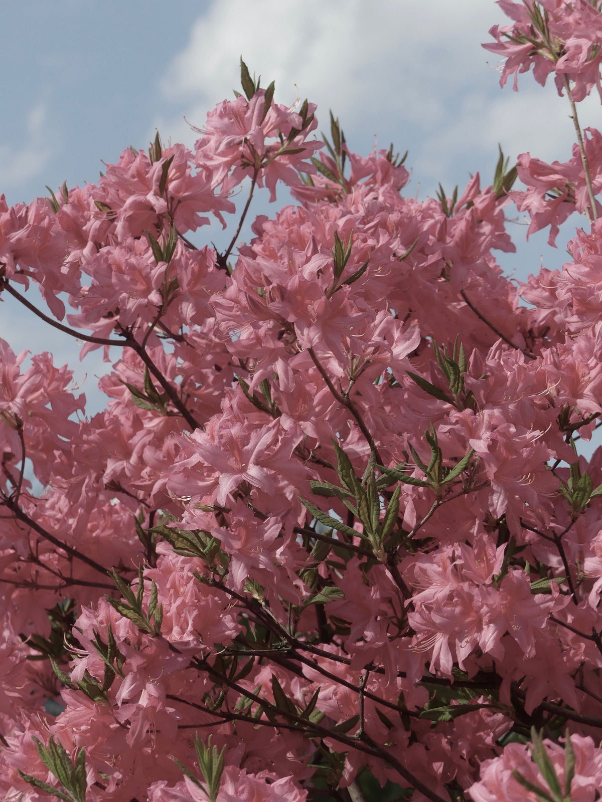 Pink Gumpo Dwarf Azalea Starter Plant – Live Evergreen Rhododendron Hybrid for Borders, Containers, and Shade Gardens