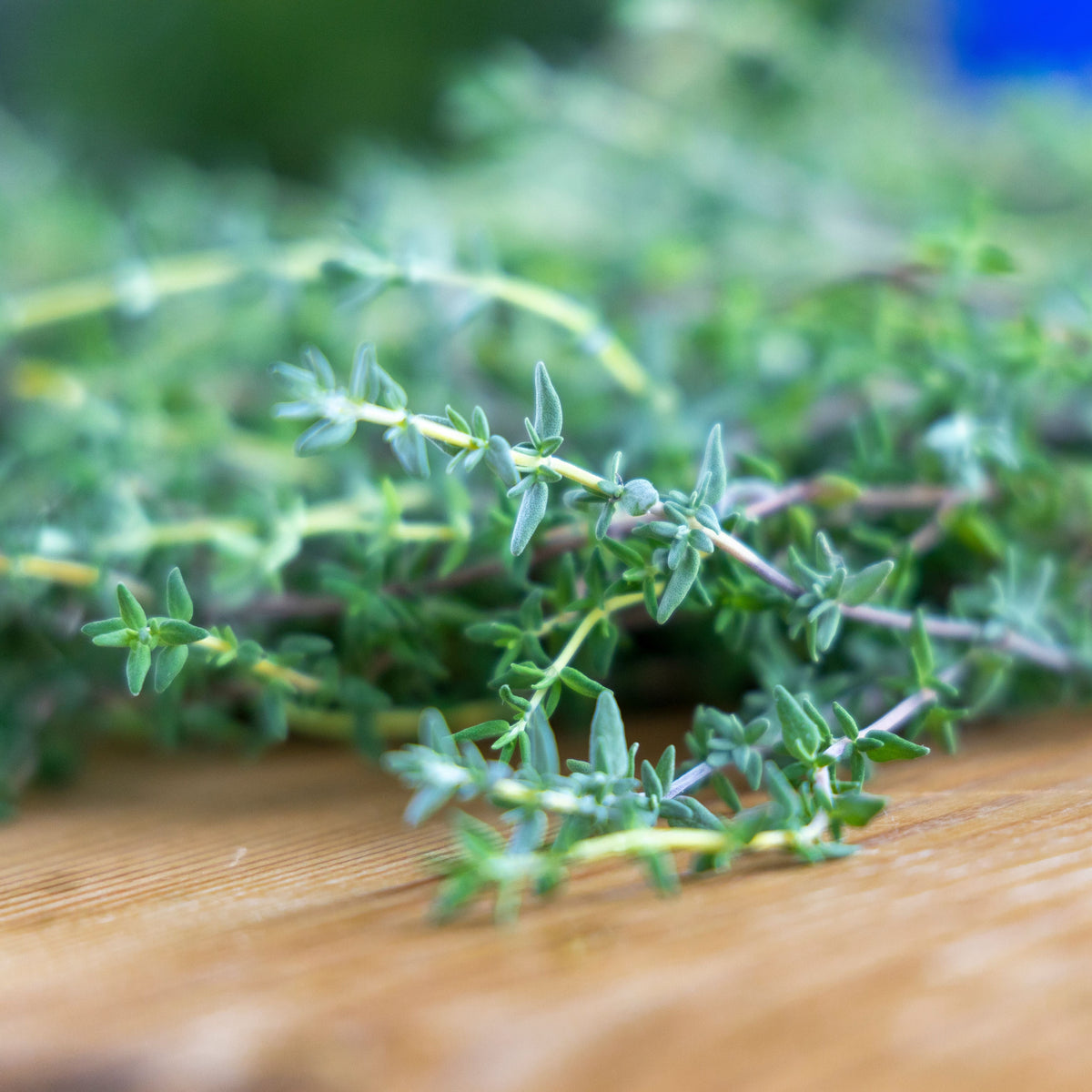 English Thyme Live Plants - 3 Starter Herb Plants Thymus vulgaris for Culinary Gardens & Containers