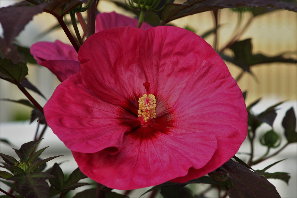 Garnet Globes Hardy Bush Hibiscus Live Plant in 2.5 Inch Pot – Hibiscus moscheutos Perennial Flowering Shrub