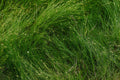 Eleocharis radicans Live Plant – 2-Inch Pot Mini Aquatic Grass for Terrariums, Paludariums & Container Displays