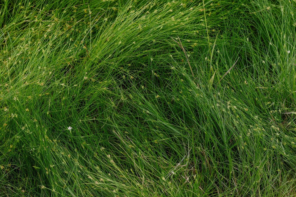 Eleocharis radicans Live Plant – 2-Inch Pot Mini Aquatic Grass for Terrariums, Paludariums & Container Displays