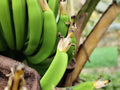 Live Basjoo Banana Tree Starter Plant – Musa basjoo, Cold Hardy Tropical Foliage, 3–12 Inches in Pot