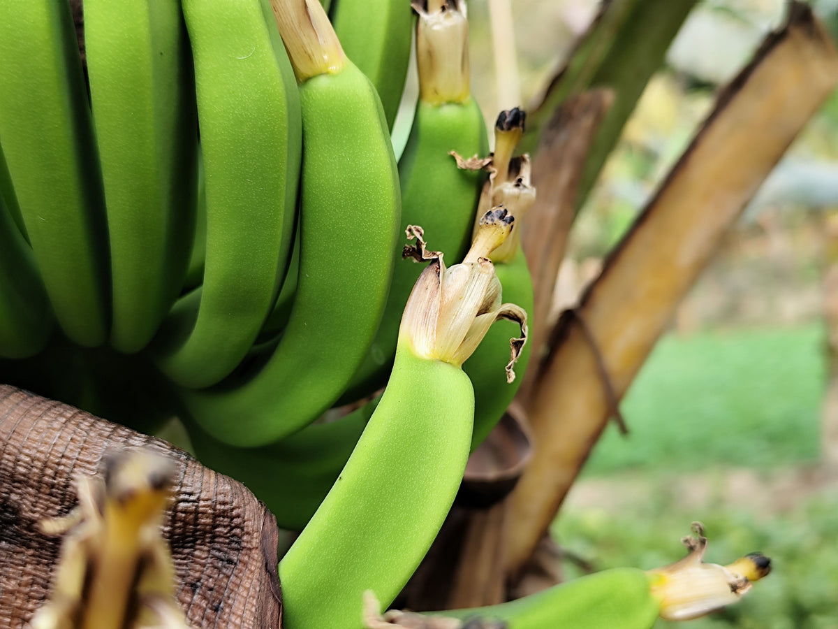 Live Basjoo Banana Tree Starter Plant – Musa basjoo, Cold Hardy Tropical Foliage, 3–12 Inches in Pot