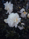 Seafoam Camellia Live Starter Plant – Camellia japonica 'Seafoam' in Nursery Pot, Evergreen Shrub with White Peony-Form Blooms