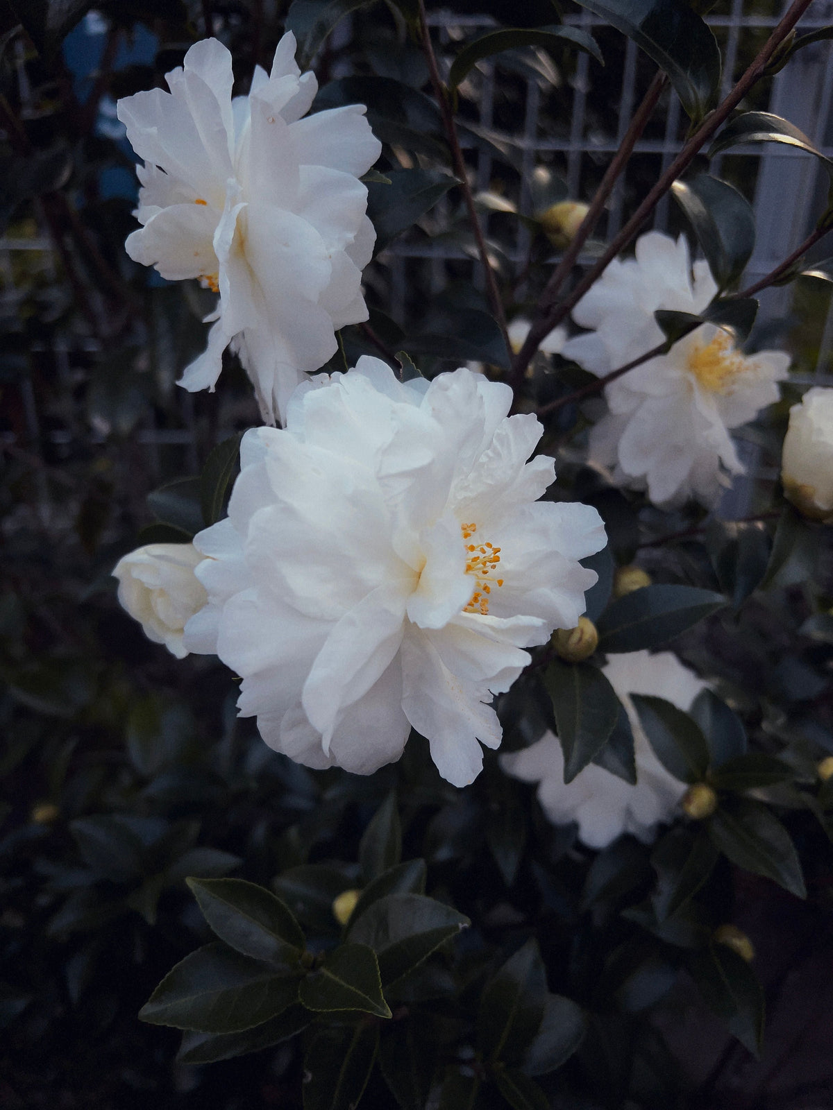 Seafoam Camellia Live Starter Plant – Camellia japonica 'Seafoam' in Nursery Pot, Evergreen Shrub with White Peony-Form Blooms