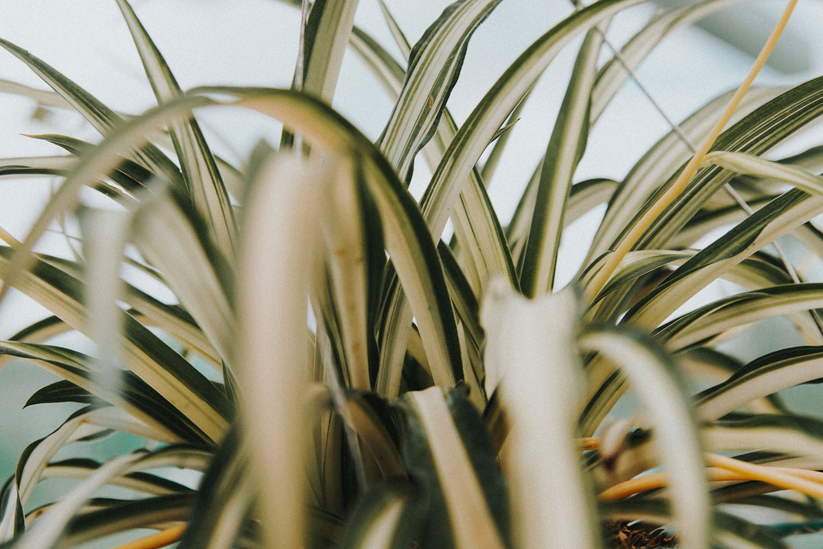 Variegated Bonnie Curly Spider Plant Cuttings – Chlorophytum comosum 'Bonnie' Unrooted Propagation Set