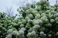 Chinese Snowball Viburnum Live Plant – 3.5 Inch Pot, White Flowering Shrub, Ornamental Deciduous Landscape Plant, Viburnum macrocephalum 'Sterile'