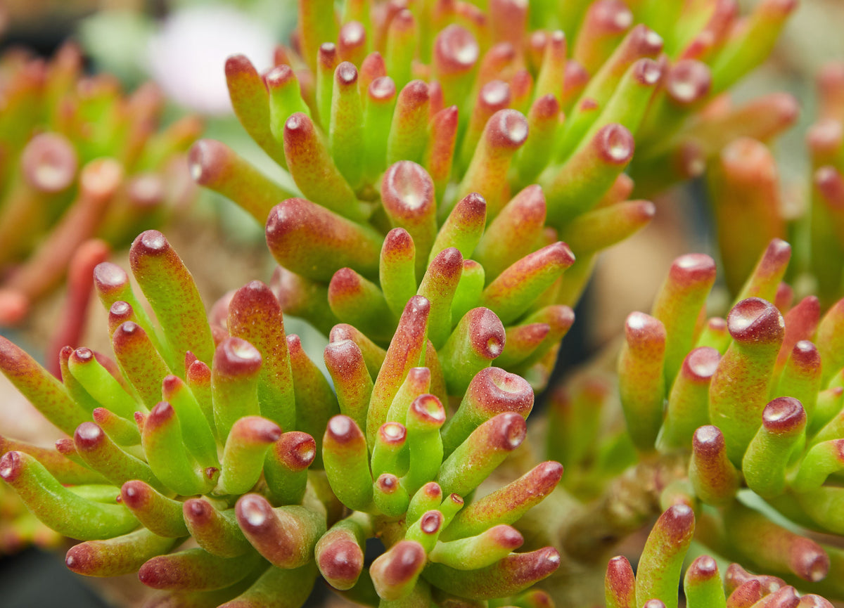 Crassula pubescens Live Succulent – Jersey Pigmyweed – 2 Inch Pot, Easy-Care Fleshy Foliage, Indoor & Garden Plant