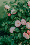 April Dawn Camellia Live Starter Plant - Pink & White Flowers, Evergreen Shrub, Camellia japonica