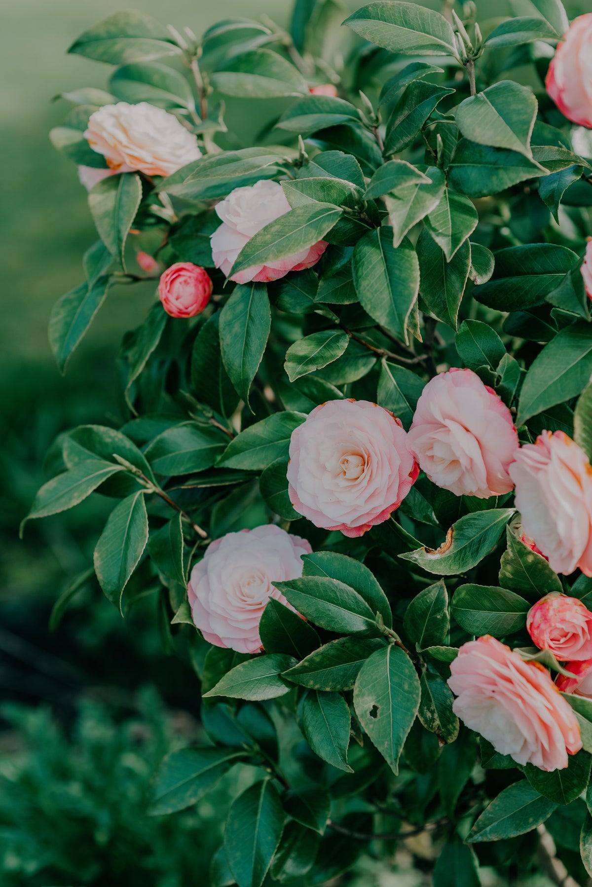 April Dawn Camellia Live Starter Plant - Pink & White Flowers, Evergreen Shrub, Camellia japonica