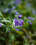 Blue Empire Caryopteris Live Plants – 1 Qt Pots, Blue Flowers, Compact Shrub, Caryopteris 'Blue Empire'