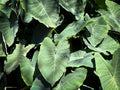 Illustris Colocasia Live Plant – 3 Inch Pot – Dark Purple to Black Foliage – Colocasia esculenta 'Illustris'
