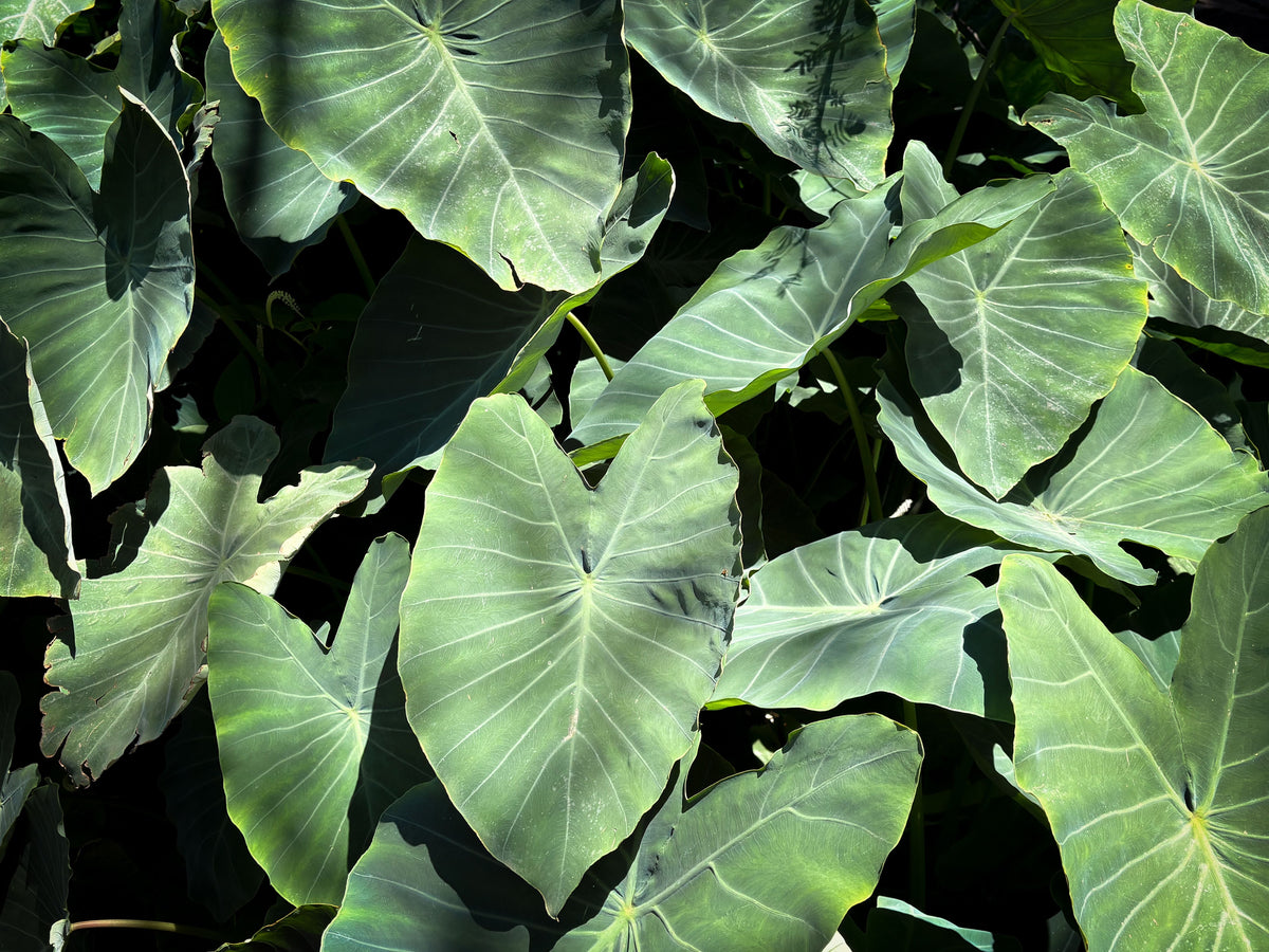 Illustris Colocasia Live Plant – 3 Inch Pot – Dark Purple to Black Foliage – Colocasia esculenta 'Illustris'