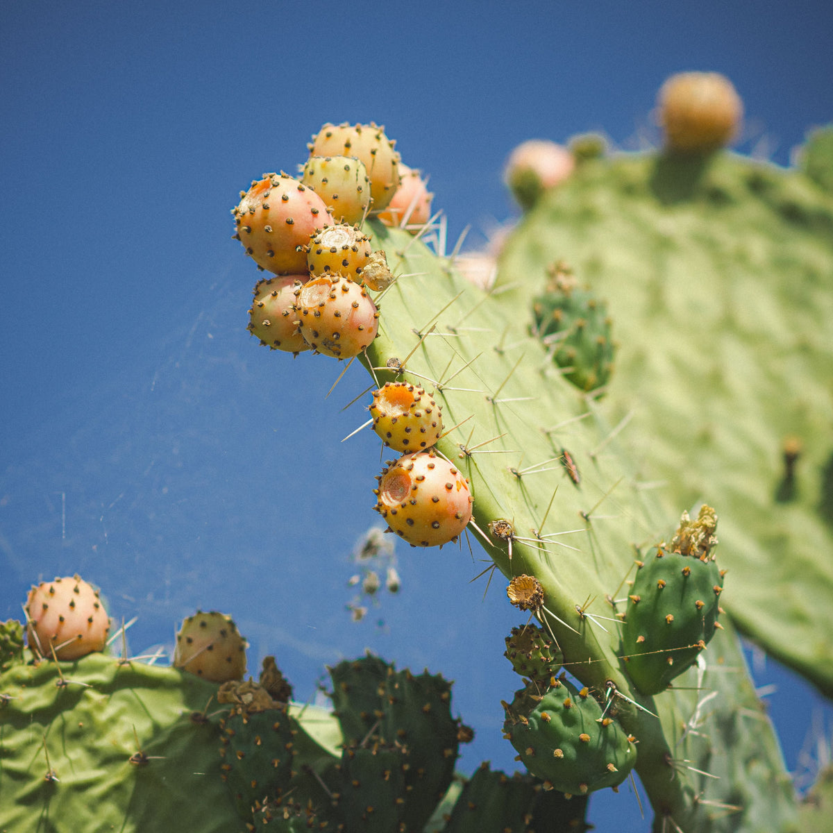 Spineless Opuntia Cactus Cutting 5x7 Inch Live Succulent for Propagation, Drought-Tolerant Opuntia Species