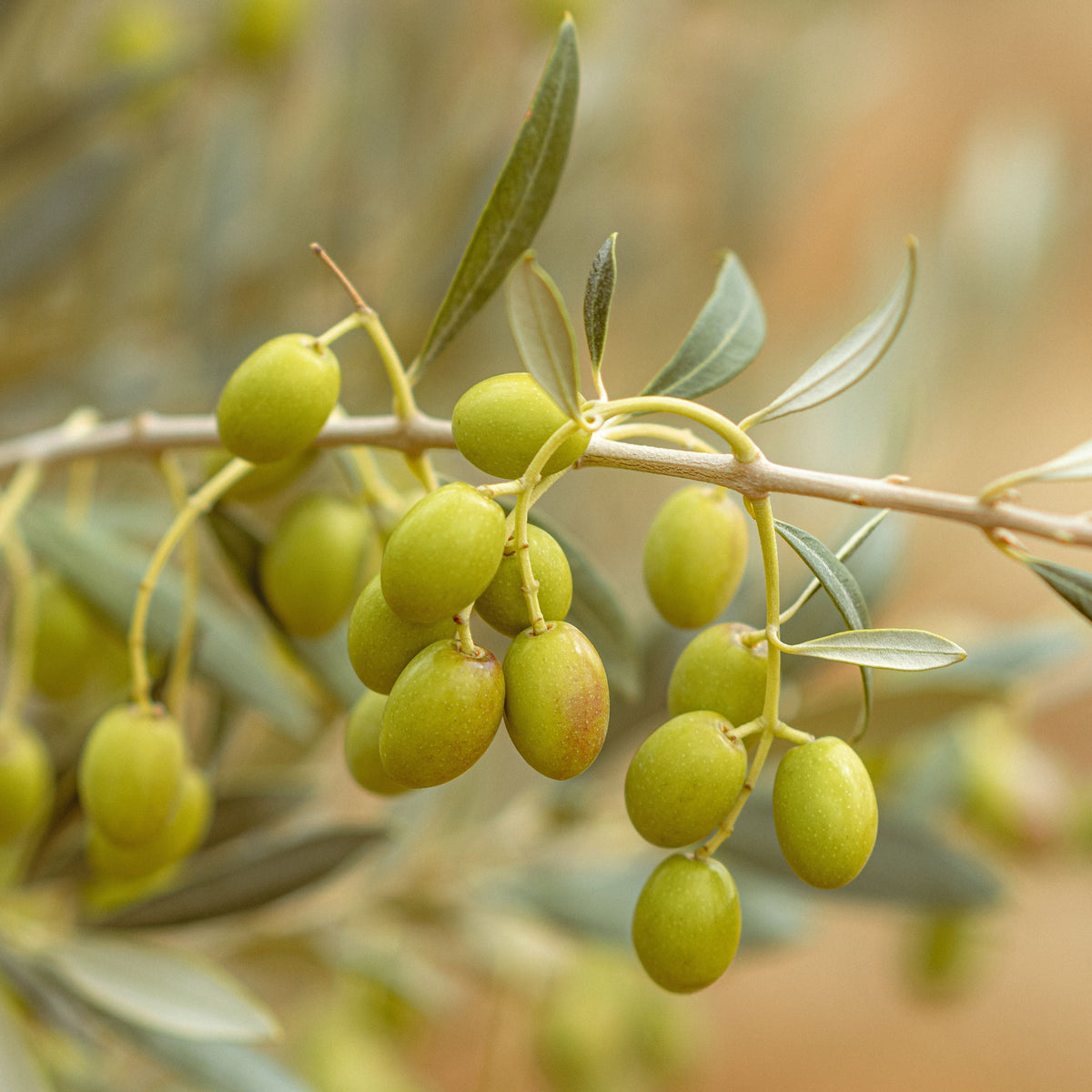 Organic Arbequina Olive Tree Live Starter Plant – 6–10 Inch Tall – Olea europaea 'Arbequina' – Container-Grown